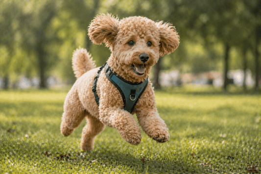 Curly poodle dog running on grass wearing a front-clip harness in sunny park setting