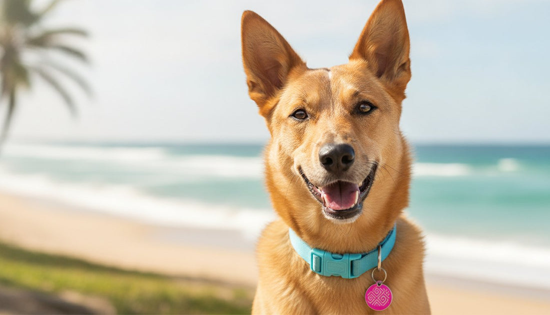 Funny Dog Tags Australia: The 2026 Guide to Personalised Pet Signs and ID