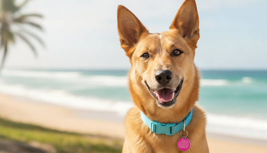 Funny Dog Tags Australia: The 2026 Guide to Personalised Pet Signs and ID