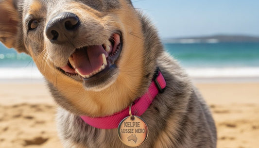 Funny Pet Tags Australia: The 2026 Buyer’s Guide to Designer ID
