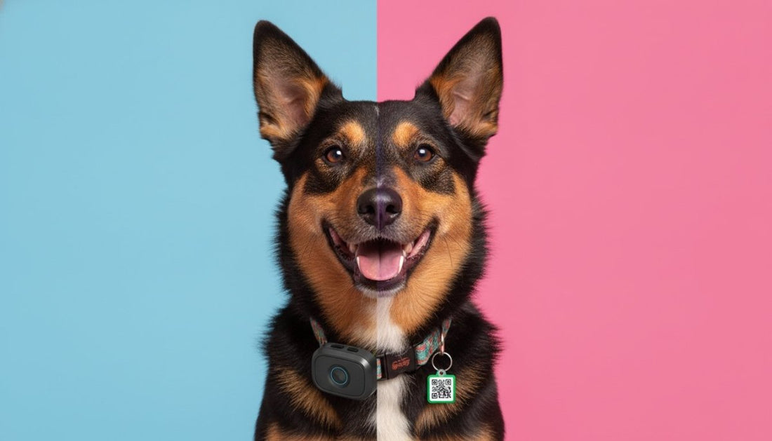 GPS Pet Trackers vs QR Code ID Tags: The 2026 Australian Safety Guide