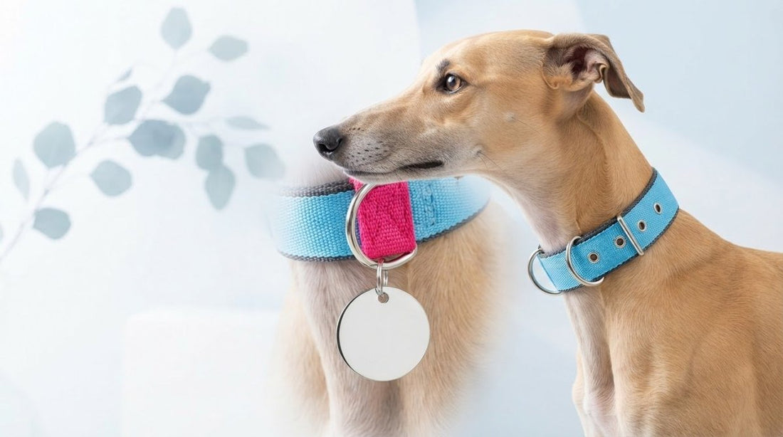 Greyhound Collar ID Tag Attachment: Neck Protection and Secure Identification