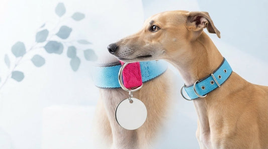 Greyhound Collar ID Tag Attachment: Neck Protection and Secure Identification