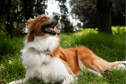 Golden and white dog lying in green grass, panting happily in a sunny park.