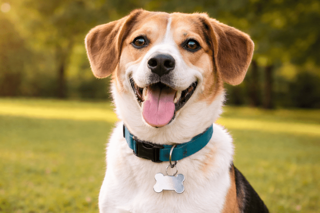 dog at the dog park with id tag