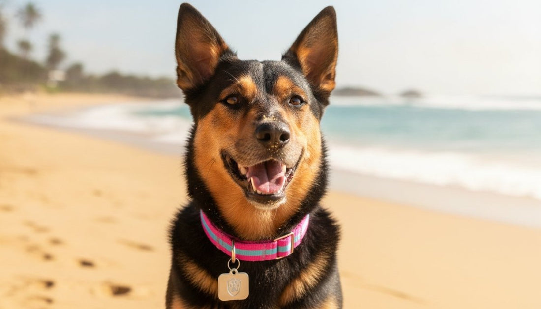 How to Choose Custom Pet Accessories in Australia: The 2026 Guide