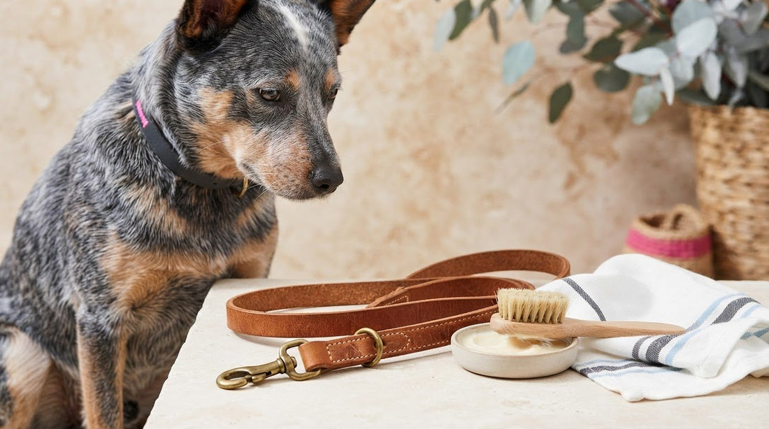 How to Condition a Leather Dog Lead in Australia: A Practical Care Guide