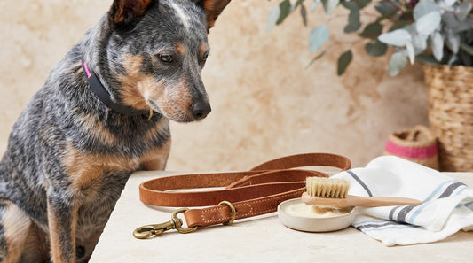 How to Condition a Leather Dog Lead in Australia: A Practical Care Guide