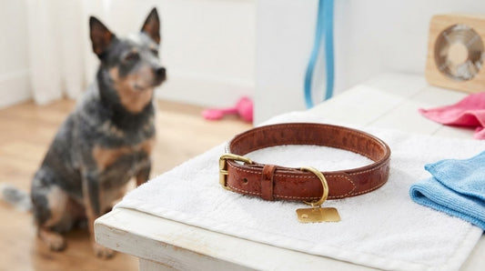 How to Maintain a Leather Dog Collar After Rain: A Practical Care Guide