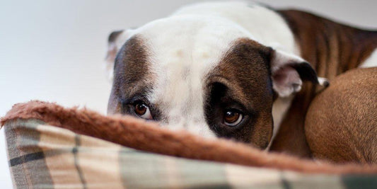 How to manage your pets Anxiety - Pet ID Tags