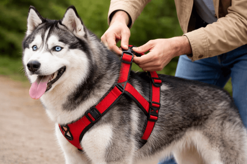 Person clipping a red harness onto a Siberian Husky before a walk