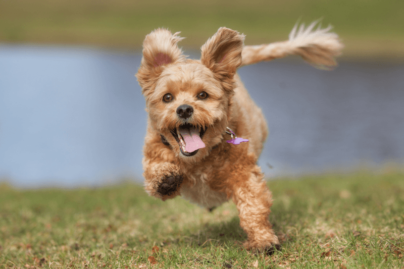 Dog with collar and metal ID tags that may jingle while moving