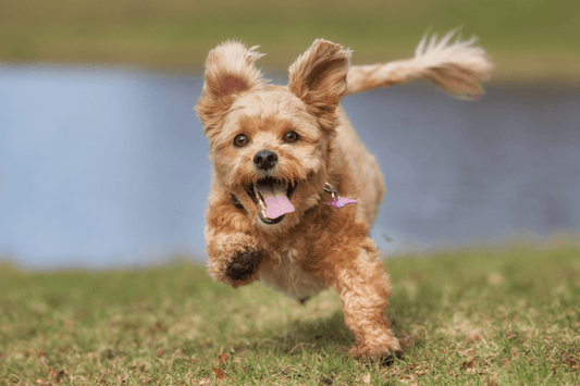 Dog with collar and metal ID tags that may jingle while moving