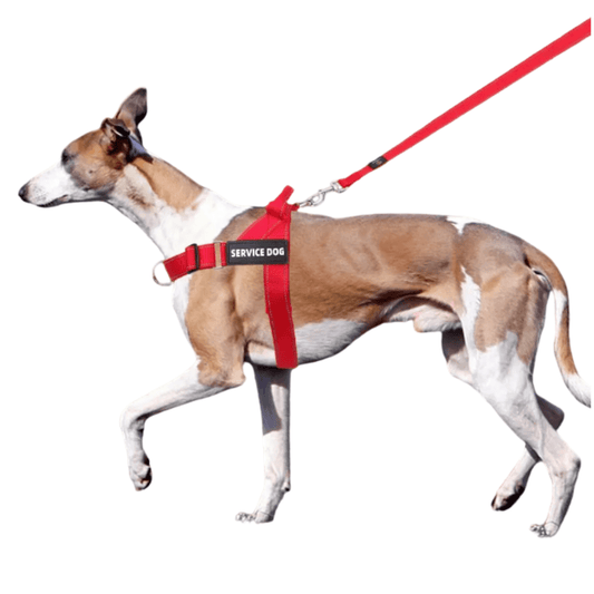 Dog training walk using a comfortable no pull dog harness