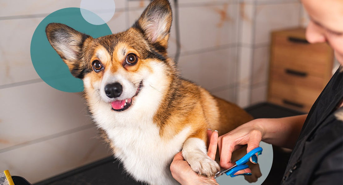 When and How Often Should You Trim Your Dog’s Nails?