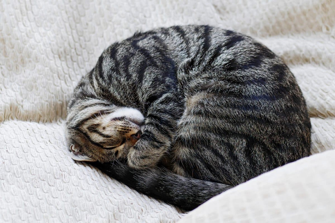 Do Cats Get Cold? Everything You Need to Know about Cats