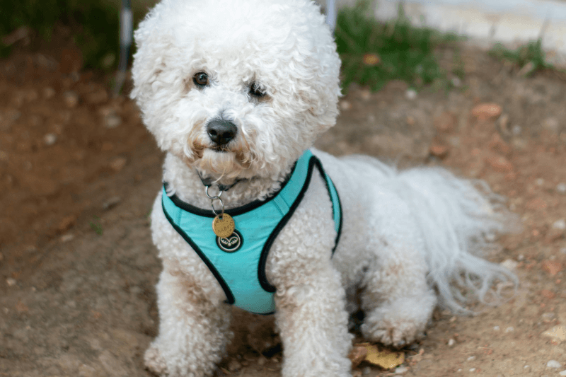 Small white fluffy dog sitting outdoors in a light blue harness with an ID tag