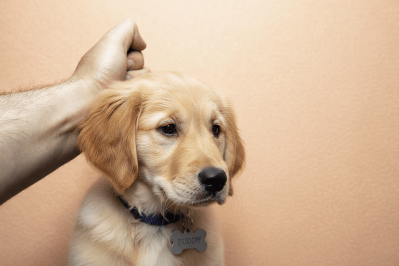 Hand holding a golden puppy by the scruff of the neck to demonstrate why scruffing dogs is unsafe for handling and training