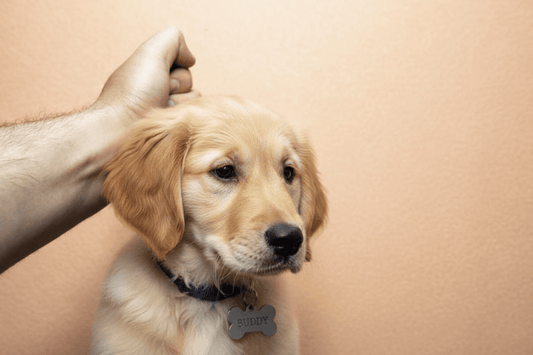 Hand holding a golden puppy by the scruff of the neck to demonstrate why scruffing dogs is unsafe for handling and training