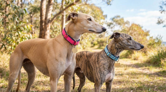Martingale Collar vs Standard Buckle Collar for Sighthounds: Which Should You Choose?