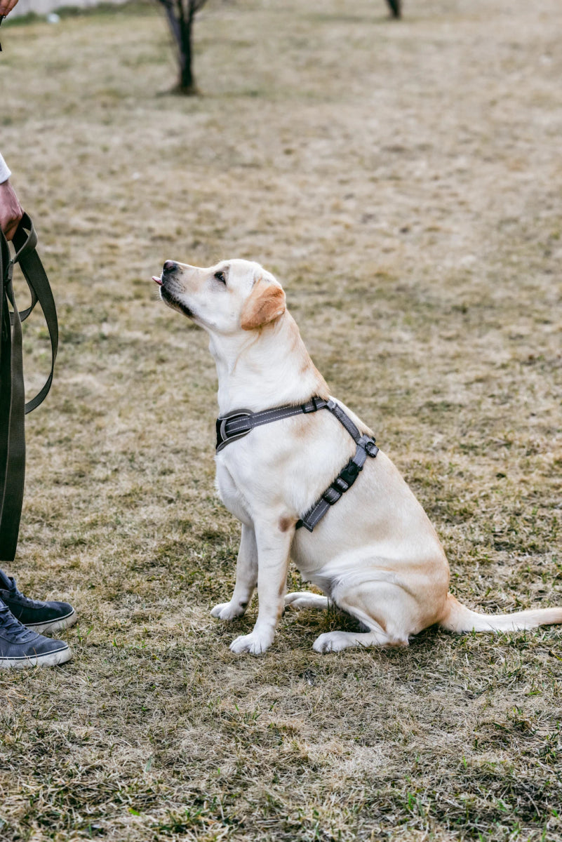 Mastering Harness Training Essential Tips for New Dog Owners