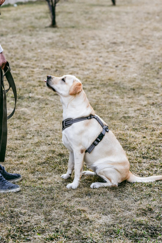 Mastering Harness Training Essential Tips for New Dog Owners