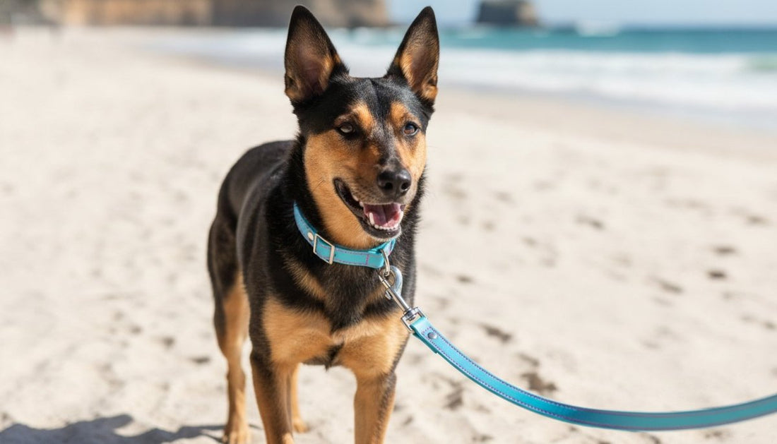 Matching Dog Collar and Lead Set Australia: The 2026 Guide to Style and Safety