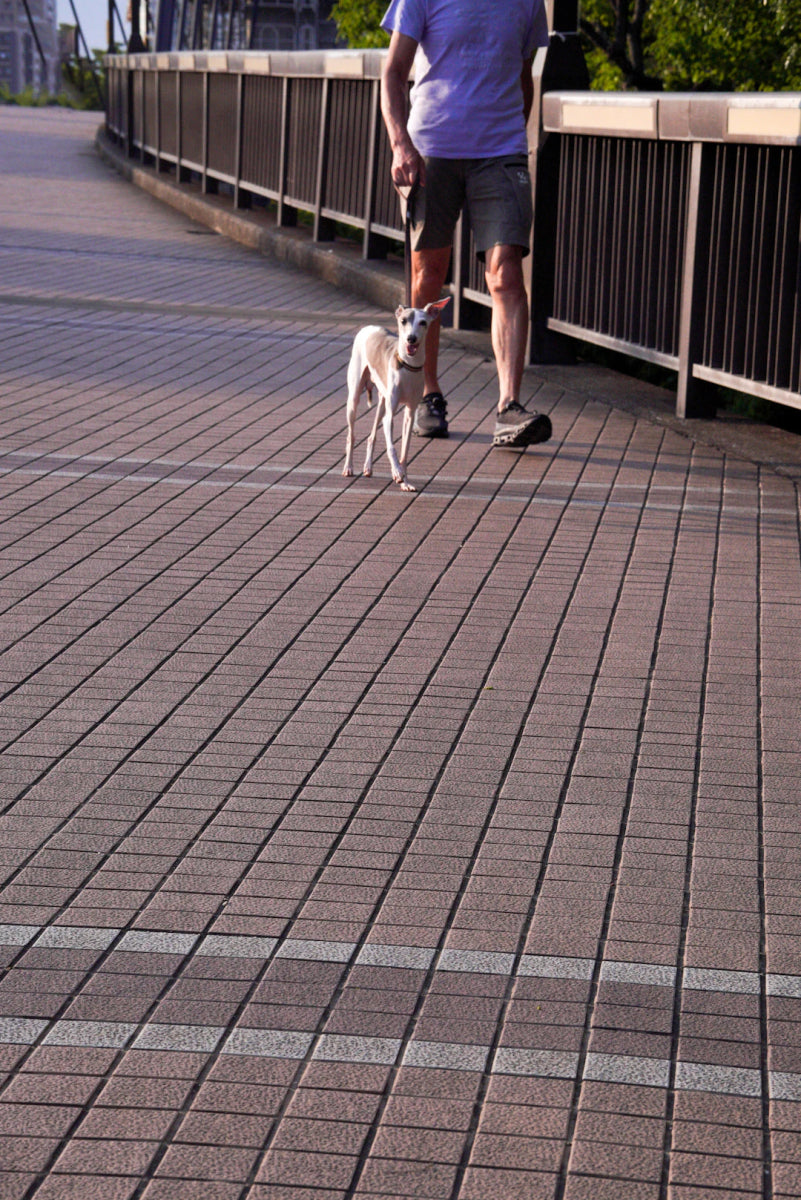 Maximize Dog Walk Safety with Personalized Tags