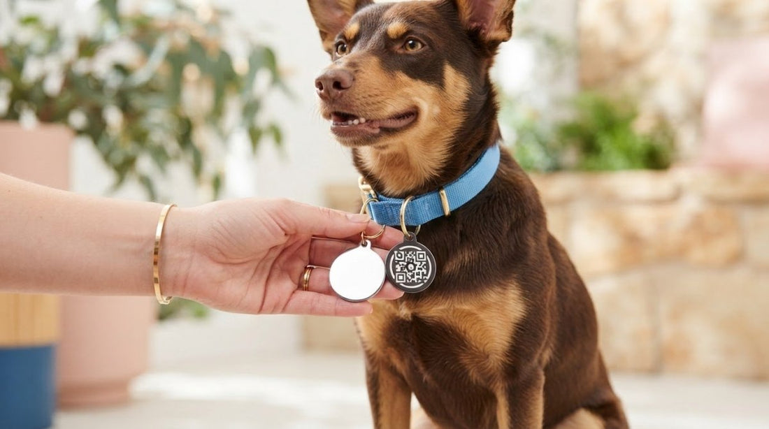 Medical Alert Dog Tags Australia: A Guide to Choosing