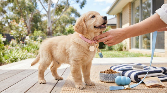New Puppy Starter Kit: Collar, Lead and Tag Buying Guide