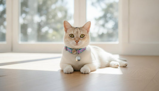 Personalised cat collars Australia: 2026 price guide and design options