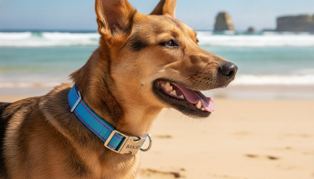 Personalised Dog Collars Australia: The 2026 Ultimate Buyer’s Guide to Safety and Style
