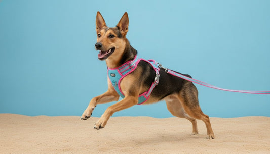 Personalised Dog Harness and Lead Set Australia: The 2026 Ultimate Buyer’s Guide