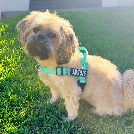 Personalised dog harness in Australia on a happy puppy