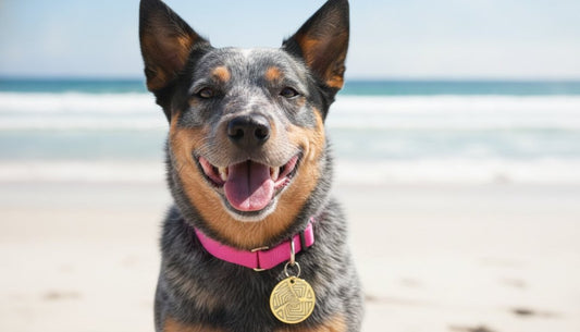 Pet ID Tag Engraving Ideas: The Ultimate 2026 Australian Checklist