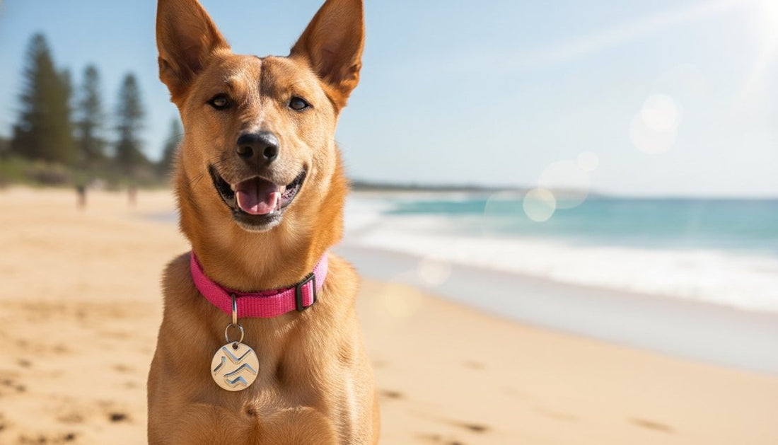 Pet Identity Discs Australia: The 2026 Guide to Keeping Your Mate Safe