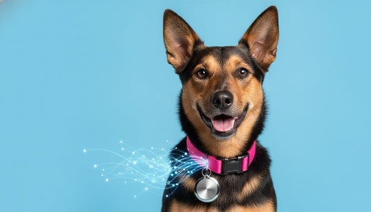 Pet Tag vs Microchip Australia: Why Your Pet Needs Both in 2026