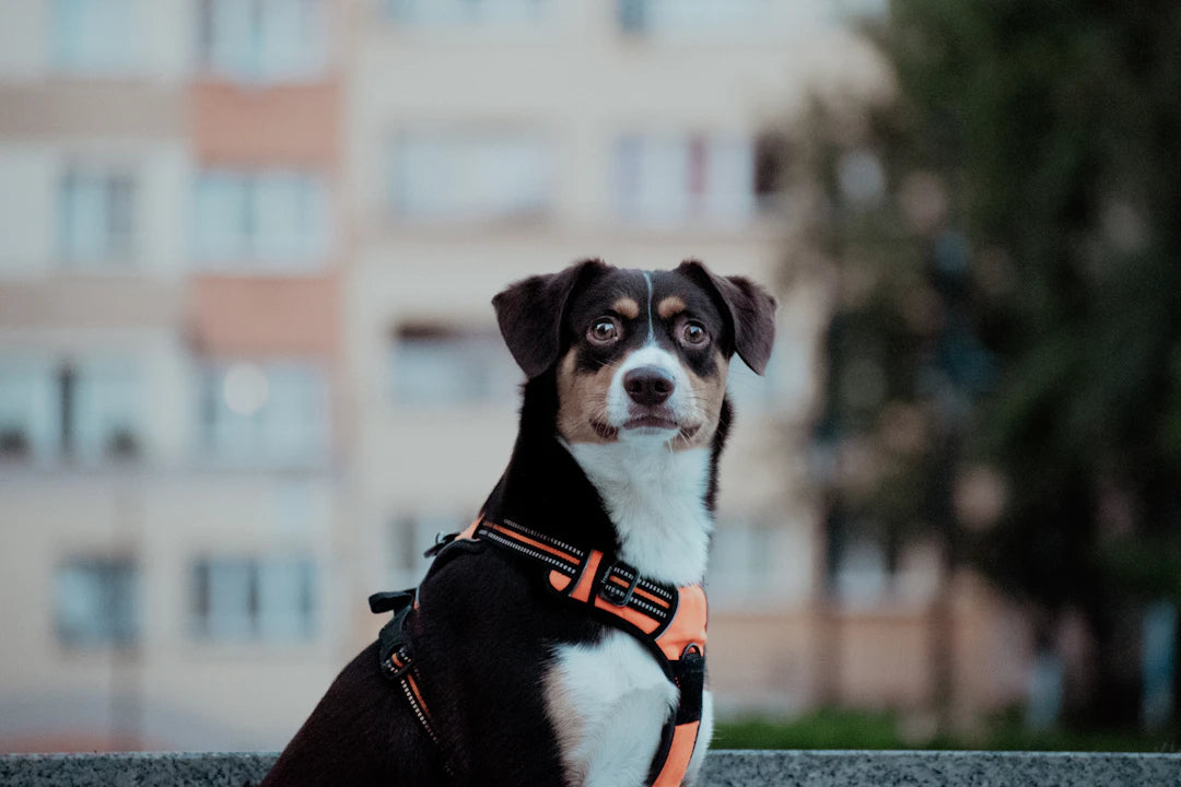 Secrets to Picking the Perfect Dog Harness for Your Pup
