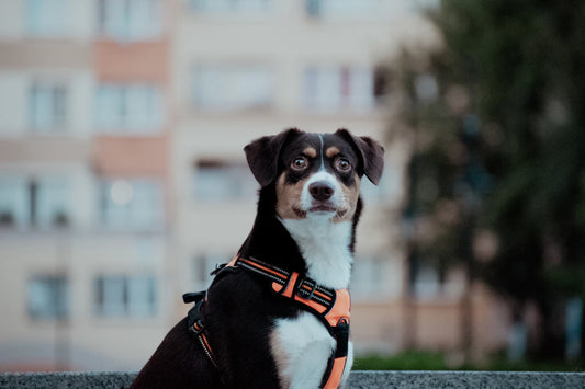 Secrets to Picking the Perfect Dog Harness for Your Pup