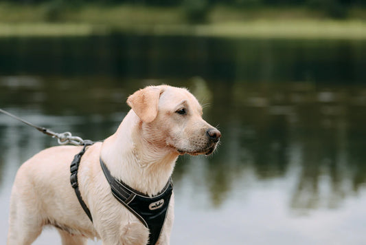 Nylon vs. Leather Dog Harnesses Which Is Right for Your Pup