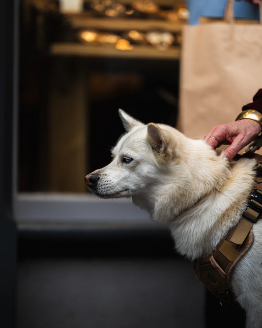Discover 5 Must-Have Features in a Dog Harness