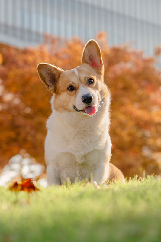 Stand Out with Stylish Personalized Pet Tags