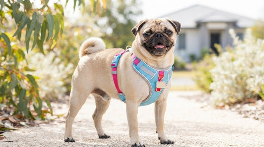 Pug Walking Gear: How to Choose a Comfortable, No-Choke Fit