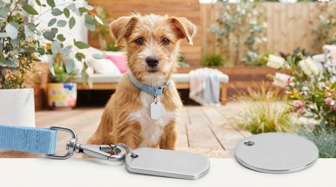 Puppy ID Tags Australia: 2026 Guide for New Dog Owners