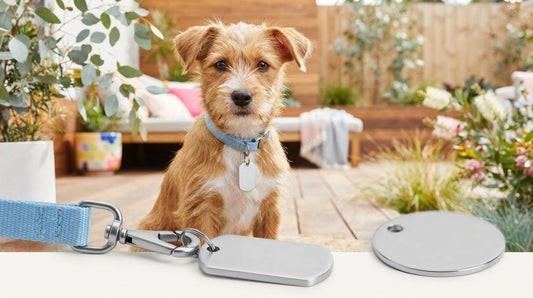 Puppy ID Tags Australia: 2026 Guide for New Dog Owners