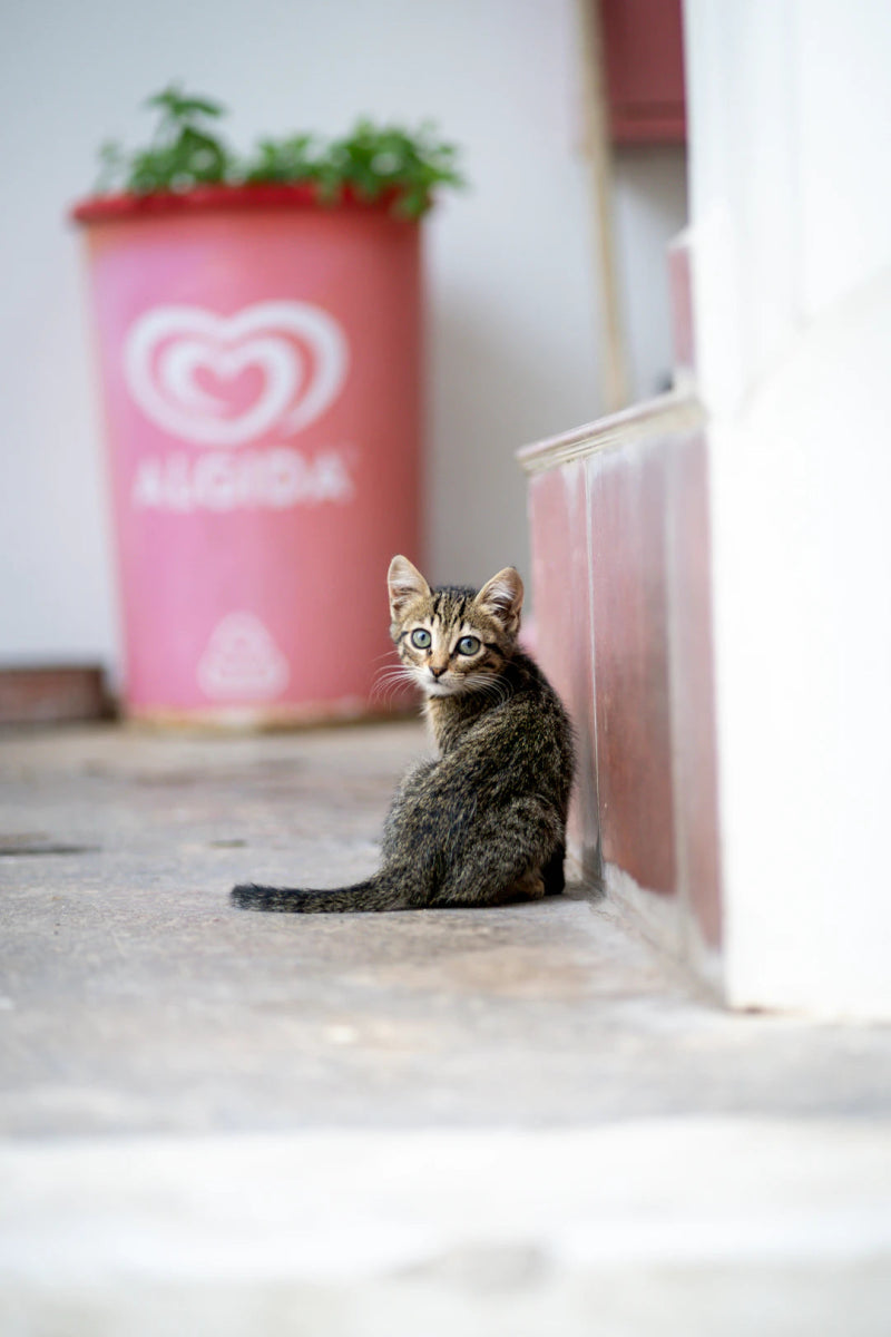 Reuniting Lost Pets The Power of Pet Tags