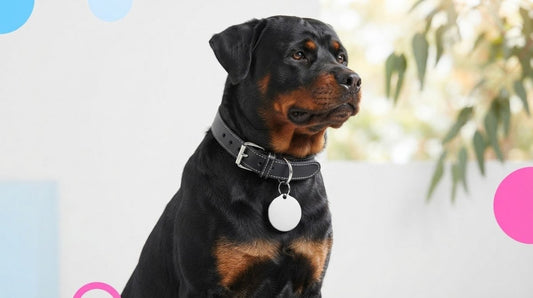 Rottweiler collar and thick tag sets with adjustable sizing