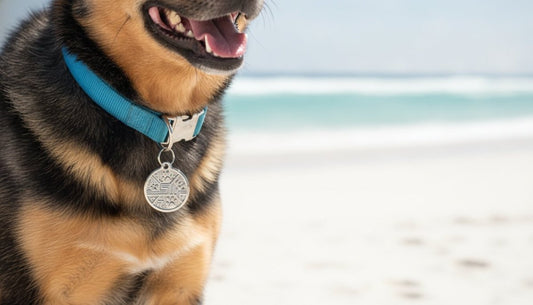 Secure Pet Identification Tags: The 2026 Australian Guide to Pet Safety