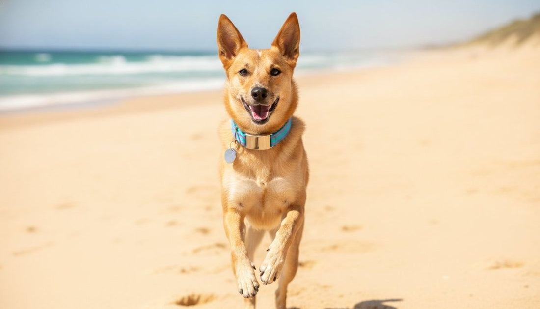 Silent Dog Tags Australia: The 2026 Guide to Jingle-Free Pet Safety