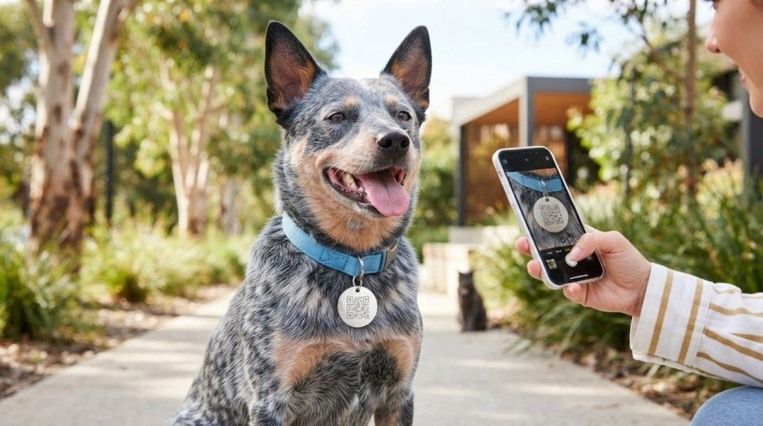 Smart Pet Tags Australia: How QR Codes Add Another Layer of Pet Safety